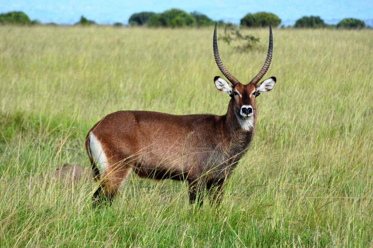 waterbuck