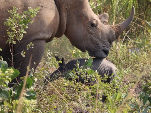 baby rhino ziwa