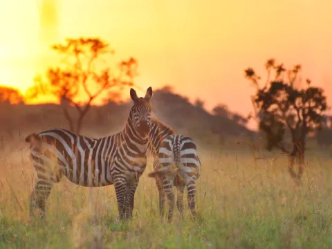 sunset zebras