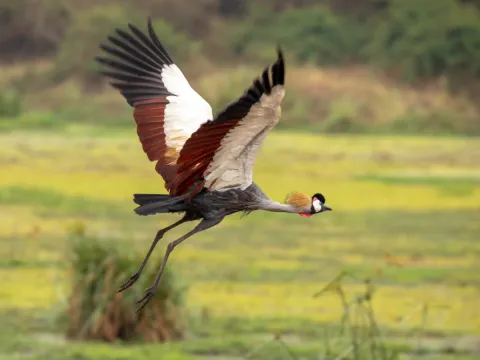 uganda crested crane